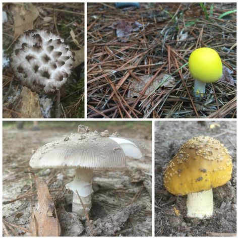 The Surprisingly Exciting World of Arkansas Mushroom Foraging - Only In Arkansas Mushroom Foraging, Wild Foraging, Mushroom Pictures, Mushroom Hunting, Wild Mushrooms, Dream Garden, Fruits And Veggies, Arkansas, Hunting