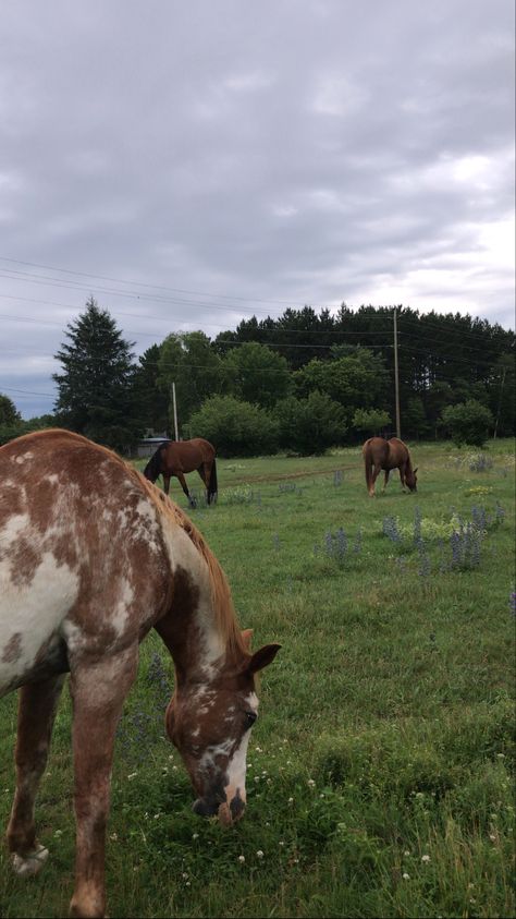 Horse Camp Aesthetic, Camp Aesthetic, Horse Camp, Camping Aesthetic, Horse Aesthetic, Camping, Horses, Animals