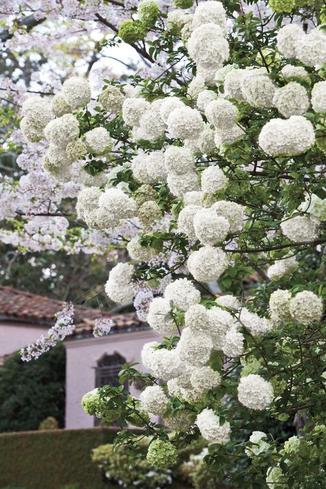 The Annabelle hydrangea (sometimes referred to as a snowball hydrangea) and the Chinese snowball viburnum (also known as the Chinese snowball bush) may look similar, but they do have a number of factors that will differentiate one from the other. Blooming Shrubs, Snowball Viburnum, French Hydrangea, Hydrangea Tree, Oakleaf Hydrangea, Hydrangea Care, Southern Garden, White Hydrangeas, Growing Hydrangeas