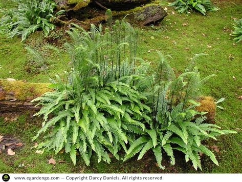 Blechnum spicant Blechnum Spicant, Deer Fern, Evergreen Ferns, Border Plants, Summer Water, Water Wise, Clay Soil, Woodland Garden, Late Winter