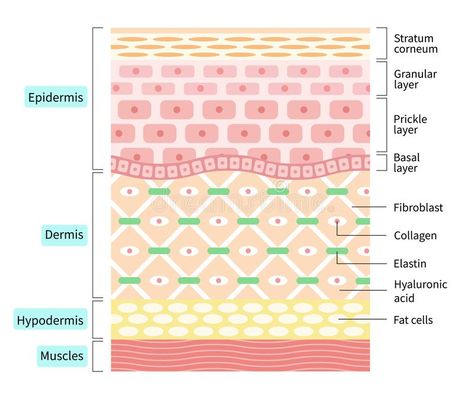 Skin Illustration, Winter Skin Care Tips, Skin Anatomy, Skin Care For Dry Skin, Layers Of The Epidermis, Background Beauty, Skin Layers, Egypt Tattoo, Skin Science