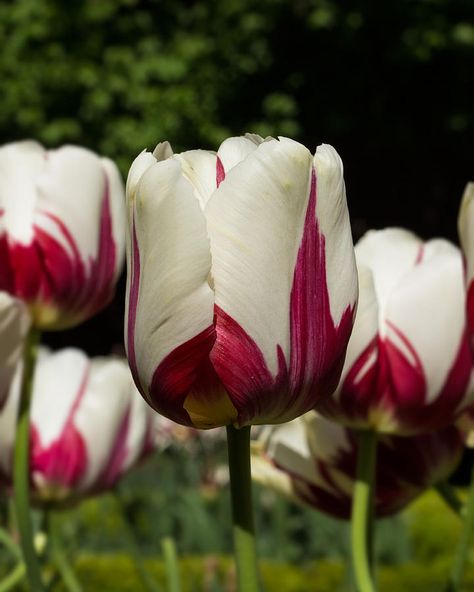 Fancy Houses, Tulips, Photographer, Floral, Flowers, Plants