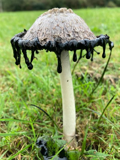 Shaggy Ink Cap, Ink Demon Aesthetic, Shaggy Ink Cap Mushroom, Ink Mushroom, Painting Mushrooms Ideas, Black Mushrooms, Ink Cap Mushroom, Inky Cap Mushroom, Cool Mushrooms