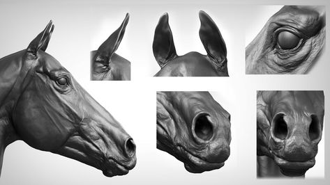 Horse Drawing Tutorial, Horse Study, 3d Horse, Horse Collection, Horse Art Drawing, Sculpting Tutorials, Horse Anatomy, Sculptures Céramiques, Watercolor Horse