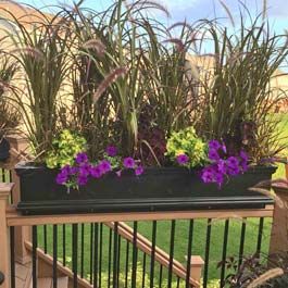 Black railing privacy planter with tall Rubrum plants Deck Railing Planters, Black Railing, Privacy Planter, Deck Planters, Deck Privacy, Apartment Balcony Garden, Balcony Privacy, Fence Planters, Balcony Planters