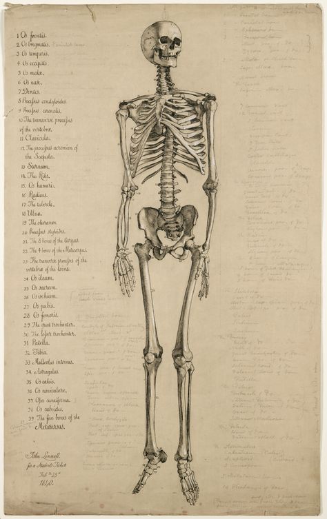 Anatomical drawing of a human skeleton, England, 1840 Attributed to John Linnell (1792-1882) John Linnell, Twitter Board, Stary Papier, Antique Anatomy, Skeleton Anatomy, Skeleton Drawings, Halloween Kunst, Human Anatomy Drawing, Human Skeleton