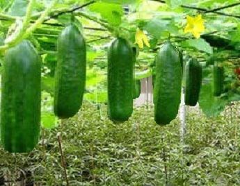 Hydroponic Farming, Growing Tomatoes In Containers, Growing Cucumbers, Garden Veggies, Veg Garden, Hydroponic Gardening, Veggie Garden, Growing Food, Farm Gardens