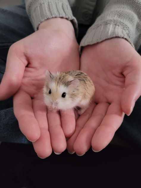 Robovorski Hamster, Robovoski Hamster, Russian Hamster, Robo Hamster, Roborovski Hamster, Small Hamster, Hamster Life, Dream Pet, Hamster Care