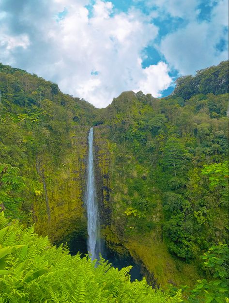 Hawaii Forest, Hawaii Nature, Aesthetic Trees, Surrealism Collage, Collage Elements, Forest Aesthetic, Gardening Plants, Horse Aesthetic, Nature Green