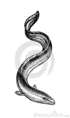 Eels Drawings, Eel Sketch, Eel Tattoo Design, Moray Eel Tattoo, Eel Illustration, Eel Drawing, Eel Tattoo, Deep Sea Animals, Ocean Sleeve