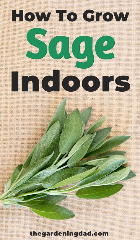 How To Grow Sage In A Pot, How To Grow Sage Indoors, Growing Sage From Seed, How To Grow Sage, Sage Plant Care, Growing Sage Indoors, Planting Rosemary, Grow Sage, Sage Plants