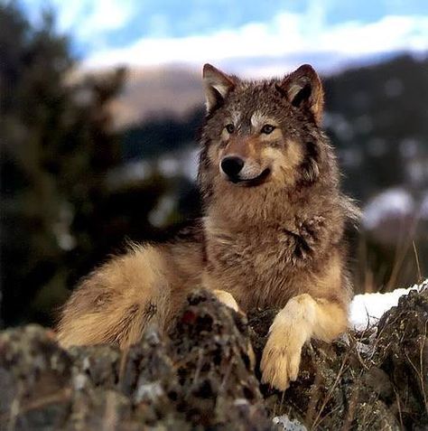 Amazing Photo from La Beaute DES Loups site Iberian Wolf, Eurasian Wolf, Wolf Reference, Brown Wolf, Lone Wolf Quotes, Wolf Husky, Wolf Stuff, Wolf Photos, Wolf Quotes