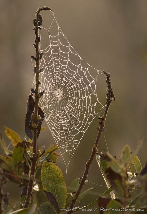 Spider On Web, Halloween Tea Party, Spiders Web, Growth And Decay, Autumn Instagram, Spider Art, Spider Webs, Web Photos, Airbrush Art