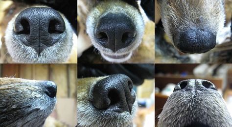 Reference Fox Nose, Nose Reference, Coyote Animal, Fantastic Fox, Dog Anatomy, Reference Art, Dog Nose, Art Folder, Wolf Dog