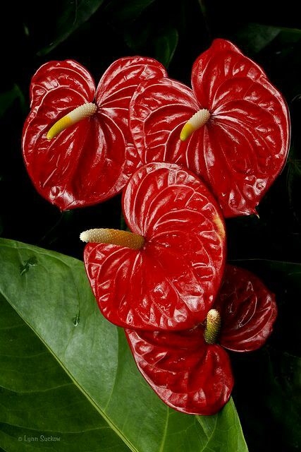 Anthurium Seeds, Anthurium Andraeanum, Red Anthurium, Evergreen Flowers, Anthurium Plant, Anthurium Flower, Flower Identification, Bonsai Plants, Heart Flower