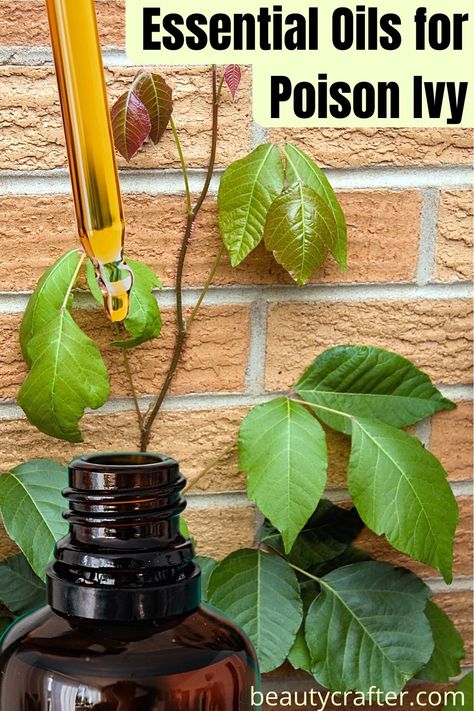 Best Essential oils for Poison Ivy Natural Remedies - Beauty Crafter Oils For Poison Ivy, Poison Ivy Essential Oils, Poison Ivy Relief, Magnesium Oil Benefits, Poison Ivy Remedies, Essential Oil Remedy, Oil Remedies, Yl Essential Oils, Essential Oil Blends Recipes