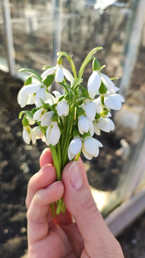 Snowdrop Flower Bouquets, Snow Drop Bouquet, Snow Drop Flower Aesthetic, Snowdrop Flower Aesthetic, Carnation And Snowdrop Flower, Snowdrops Bouquet, Snowdrop Photography, Snowdrop Aesthetic, Snowdrop Bouquet