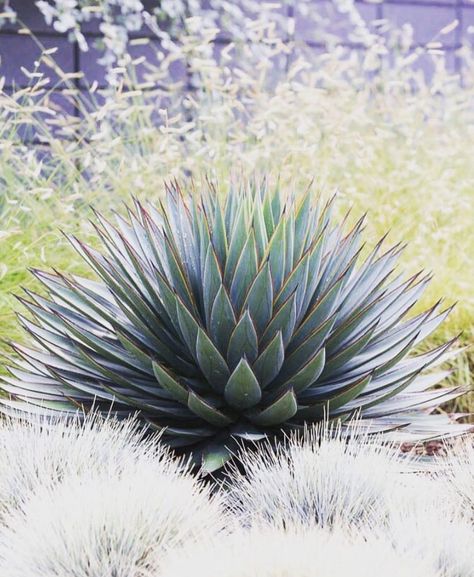 Agave Theme Wedding, Blue Glow Agave, Landscaping Natural, Accent Plants, Agave Blue Glow, Succulent Garden Landscape, Water Wise Landscaping, Coastal Landscaping, Front Yard Plants