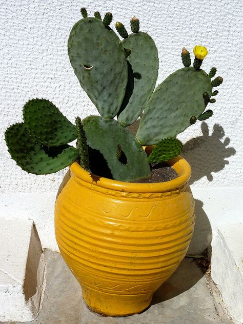 #pottery #pots #containers #planter  Yellow pot with cactus plant. Athens, Greece by Marite2007, via Flickr How To Grow Cactus, Yellow Planter, Succulent Bonsai, Ideas Decoracion, Yellow Plants, Garden Pottery, Succulent Gardening, Succulents In Containers, Container Gardening Vegetables