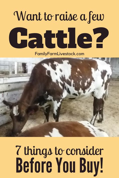 Homestead Cattle, Raising Cows, Cattle Farm, Raising Cows For Beginners, Raising Beef Cattle For Beginners, Raising A Cow For Meat, Raising Beef Cattle Small Farm, Starting A Cattle Ranch, Dairy Cow Homestead