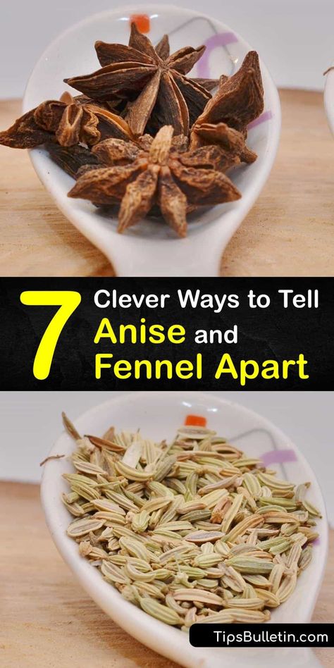 Learn how fennel and anise seed and plants differ from each other. Both are native to the Mediterranean, but they are different plants. Fennel seeds are popular in sausage, and the fennel bulb adds crunch to a salad, while anise is used in liqueurs. #fennel #anise Roasted Fennel Salad, Growing Fennel, Homestead Lifestyle, Fennel Bulb, Fried Meatballs, Kitchen Gardens, Vegetable Benefits, Roasted Fennel, Anise Seed