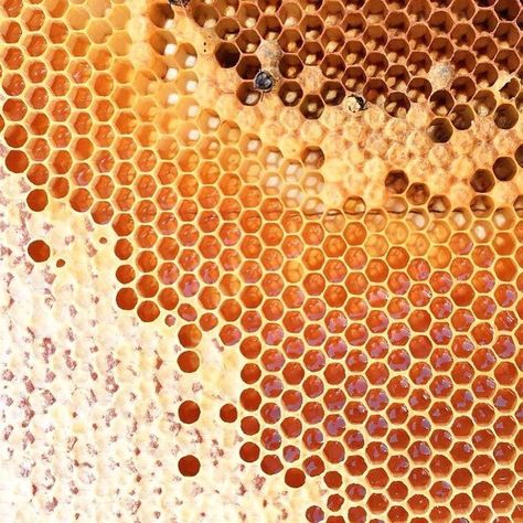 This comb is under construction. ⚠️⁣⠀ .⠀ When bees fill up a cell with nectar, they aren’t sealed right away. Instead, bees leave them… Hive Aesthetic, Honey Hive, Bee Keeper, Credit Tips, Honey Bees, Honey Colour, Save The Bees, Bees Knees, Milk And Honey