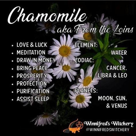 Teas To Drink, Increase Money, Kitchen Magick, Herbal Witch, Chamomile Plant, Witchy Garden, Libra And Leo, Magic Herbs, Magical Herbs