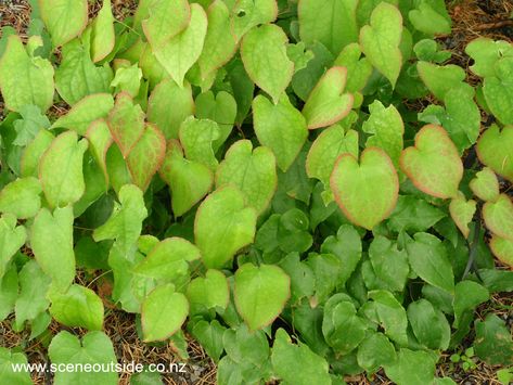 Hillside Planting, Epimedium Rubrum, Perennial Ground Cover, Ground Covers, Backyard Flowers, Shade Perennials, Plant Guide, Perennial Garden, Shade Plants