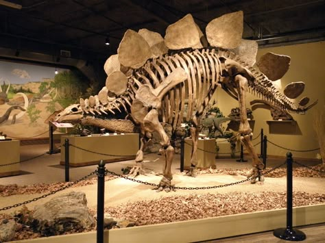 Glendive Dinosaur & Fossil Museum, Glendive, MT Fossil Dinosaur, Dinosaur Fossil Aesthetic, Dinosaur Fossil, Fossils Of Dinosaurs, متحف فني, Dinosaur Fossils Real, Dinosaur History, Fossil Museum, Real Dinosaur