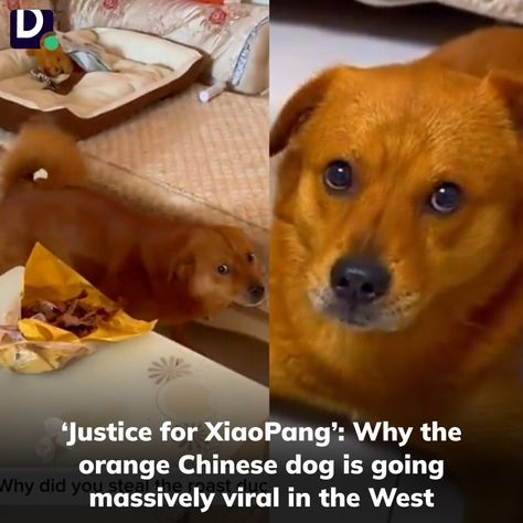 Daily Dot (@dailydot) • Instagram photos and videos Chinese Dog, Orange Dog, Orange Coat, Vibrant Orange, Mood Pics, Funny Pictures, Social Media, Instagram Photos, Photo And Video