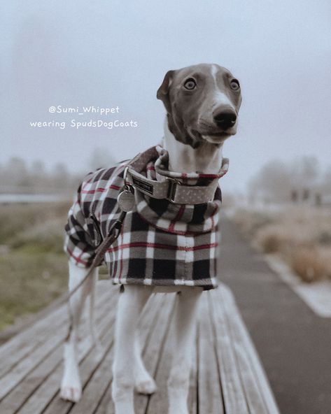 "Dog snood made from the black tartan print size 8 sizes  These are measured from the neck where the collar sits to the base of the tail  They pull over the head and down the body and are fastened under the chest with an elastic strap and Velcro  They are fully washable and ok in the tumble dryer  Great for a walk on a cold day or for cuddling on the sofa after a walk or maybe lazing in front of the fire  We make these in lotas of different fleece and different sizes all on our website if you ar Italian Whippet, All Types Of Dogs, Dog Snood, Black Tartan, Italian Greyhound, Dog Sweaters, Handmade Dog, Whippet, Pet Supplies Dog