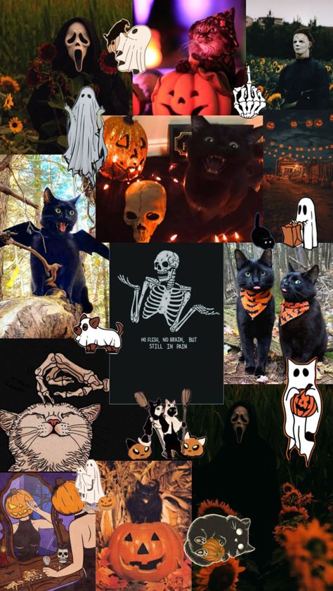 Halloween cats funny orange black wallpaper Cat Fall Wallpaper, Orange Black Wallpaper, Halloween Backrounds, Funny Vibes, Funny Orange, 4 Cats, Cat Collage, Halloween Cats, Halloween 4