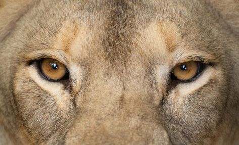 Female lion eyes close up Premium Photo | Premium Photo #Freepik #photo #nature #animals #hair #cat Female Lion Aesthetic, Animal Eyes Close Up, Lioness Eyes, Lions Eyes, Lion King Party Favors, Lion Aesthetic, Lion Reference, Feline Eyes, Animal Close Up