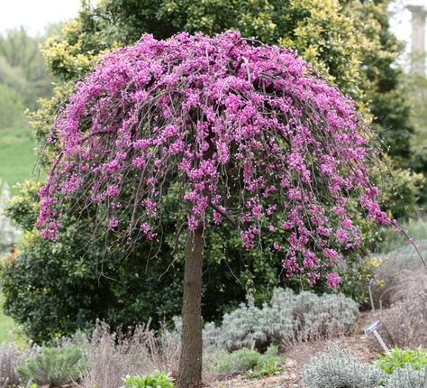 Ornamental Trees Landscaping, Weeping Redbud, Cercis Canadensis, Ruby Falls, Purple Foliage, Weeping Trees, Trees For Front Yard, Eastern Redbud, Landscaping Trees