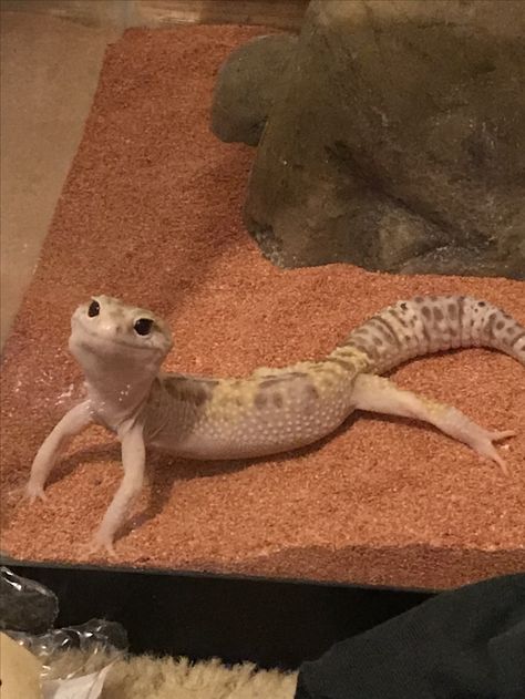 Leapord Gecko Cute, Types Of Geckos Pets, Pictus Gecko, Chahoua Geckos, Lepored Geko, Leopard Gecko Cute, Leopard Gecko Morphs, Leopard Geckos Cute, Leopard Gecko Habitat