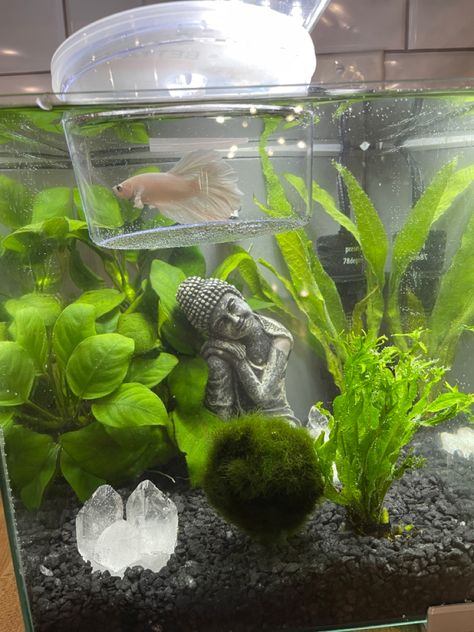 Tiny Fish Aquarium, Boho Fish Tank Decor, Cute Fishtanks, White Betta Fish Tank, Fish Tank With Crystals, Bamboo In Fish Tank, Crystals In Aquarium, Crystals In Fish Tank, Small Fish Tank Ideas Decorations