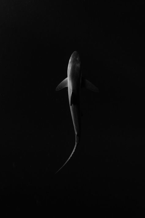 Black And White Shark Wallpaper, Shark Aesthetic Wallpaper, Focus Wallpaper, Ocean Creatures Art, Shark Wallpaper, Underwater Wallpaper, Juventus Wallpapers, Shark Pictures, Stranger Things Poster