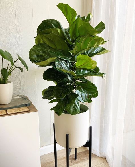 Large Floor Plants, Indoor Floor Plants Decor, Plant In Bedroom, Plant Ideas Indoor, Plant Organization, Interior Plants Decoration, Big House Plants, Indoor Floor Plants, Indoor Plant Ideas