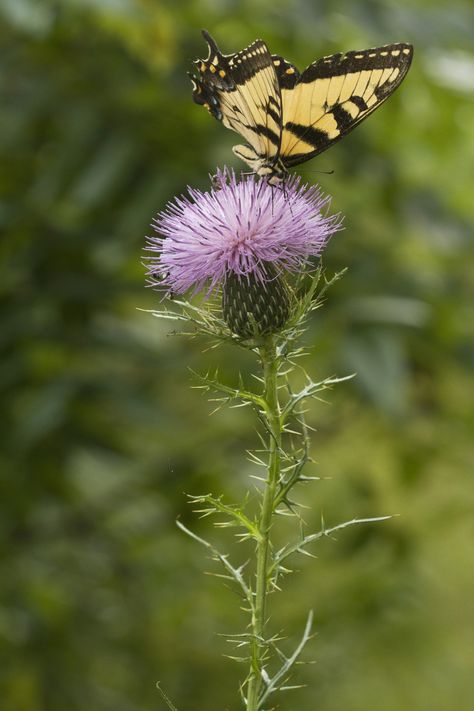 Thistle And Butterfly Tattoo, Scottish Thistle Photography, Thistle Aesthetic, Scottish Thistle Tattoo, Thistle Plant, Eastern Tiger Swallowtail, Thistle Tattoo, Scottish Flowers, Purple Thistle