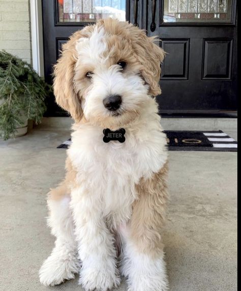 Mini Sheepadoodle, Sheepadoodle Puppy, Cosmos, Google Images, Cute Animals, Doodles, Puppies, The Originals, Dogs