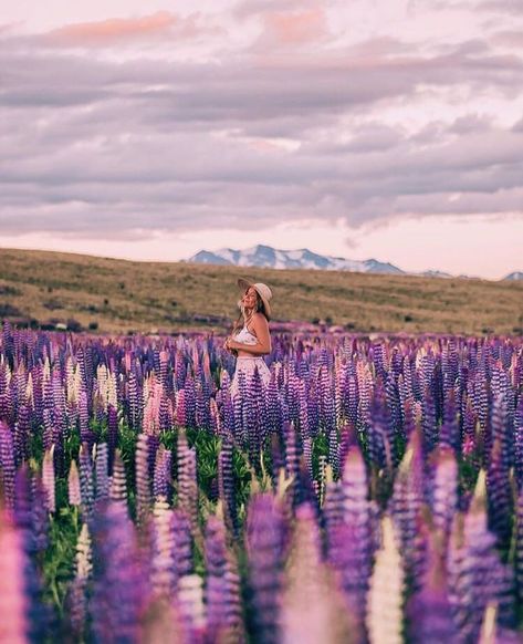 Awesome alpine lavender fields in New Zealand @haylsa { #lavender #beautiful #alpine #alps #summer # bucketlist #goals #inspiration #creativeshots #wedding #blog #photography #amazing #smile #happiness #love #temmalda #travel #wanderlust #wandering #relax #soul } Flower Field Photography, Aesthetic Travel Wallpaper, Lupin Flower, Georgetown Colorado, New Zealand Mountains, New Zealand Nature, Hiking New Zealand, Lupine Flowers, Van Travel