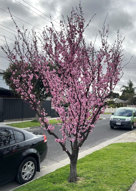 Prunus x blireana 'Pink Plum Blossom' - Hello Hello Plants & Garden Supplies Feature Tree, Cherry Plum, Long Driveways, Plum Tree, Mid Summer, Plants Garden, Pink Trees, Rich Purple, Hello Hello