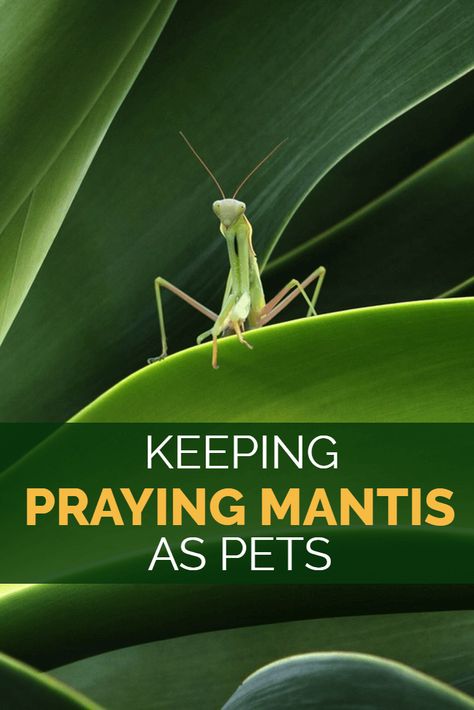 Keeping Praying Mantis as Pets | Keeping Exotic Pets Prey Mantis, Pet Health Record, Exotic Pet, Keep Praying, Kitten Care, Praying Mantis, Beautiful Bugs, Reptiles Pet, Pet Insurance