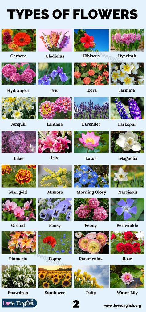 Flower Arrangement Types, Names Of Flowers, Flowers Name List, Synthetic Biology, 2000 Wallpaper, Different Kinds Of Flowers, Rose Flower Photos, Flower Chart, Flower Types