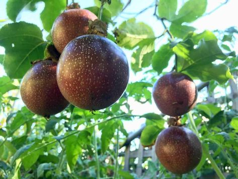 Fast Growing Fruit Trees, Passionfruit Vine, Trellis Arch, Passiflora Edulis, Planting Fruit Trees, Fruit Tree Garden, Shaped Fruit, Growing Fruit Trees, Avocado Tree