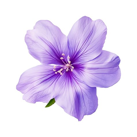 Purple Flower White Background, Purple Flower Widget, Violets Illustration, Flowers Aesthetic Icon, Purple Png Aesthetic, Purple Wallpaper Icon, Purple Flower Icon, Purple Aesthetic Flowers, Flower Icon Png