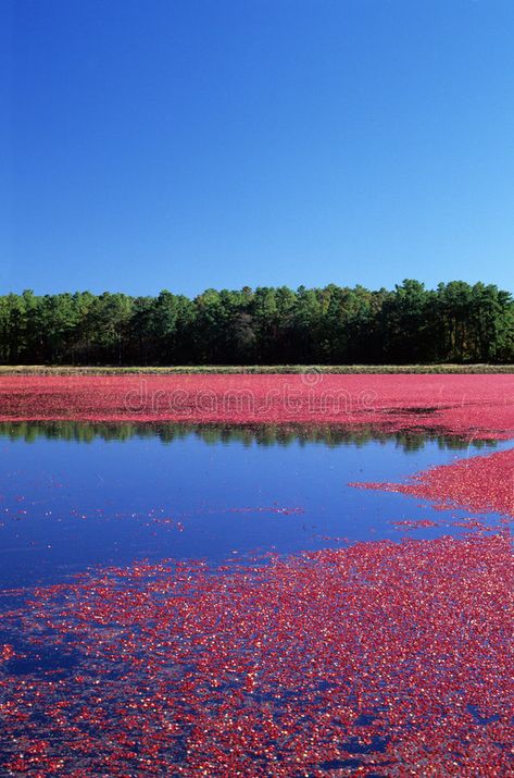 Cranberry Bog. Cranberry farming in cranberry bog , #Ad, #Bog, #Cranberry, #farming, #bog, #cranberry #ad Cranberry Farm, Cranberry Bog, Stock Photography Free, Cranberry, Stock Images, Natural Landmarks