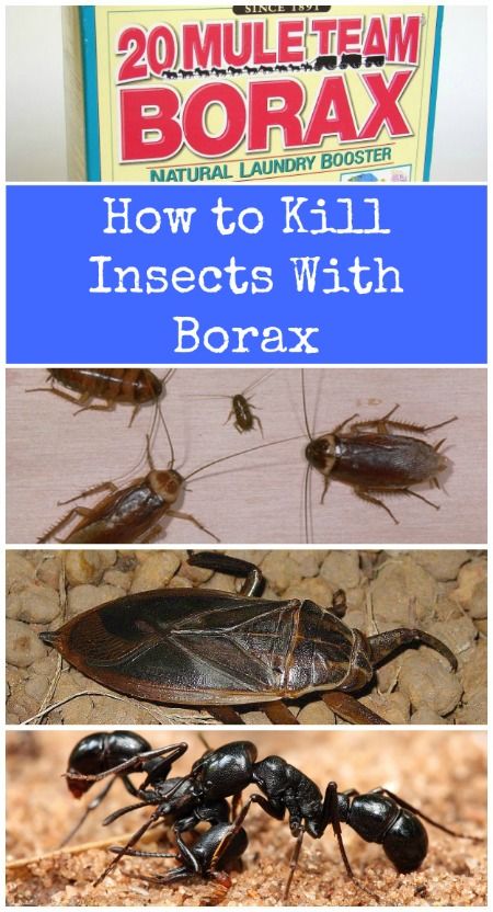 Probably the easiest diy option to keep pests away using just borax - Top 10 Most Creative Household Uses for Borax Uses For Borax, Borax Uses, Kill Roaches, Flea Spray, Natural Pesticides, Ant Killer, Stain Removers, Bug Killer, Cleaning Stuff