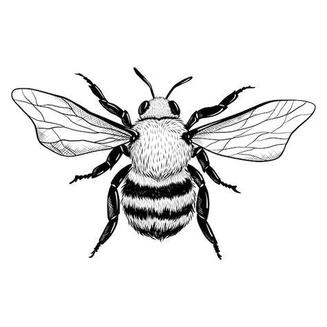 Hand drawn bee drawing illustration | Free Vector #Freepik #freevector #bee-drawing #sketch #drawing #hand-drawn-sketch Vintage Bee Illustration, Bumble Bee Drawing, Bee Face, Honey Bee Tattoo, Moth Drawing, Bee Artwork, Bee Drawing, Insect Tattoo, Bee Painting