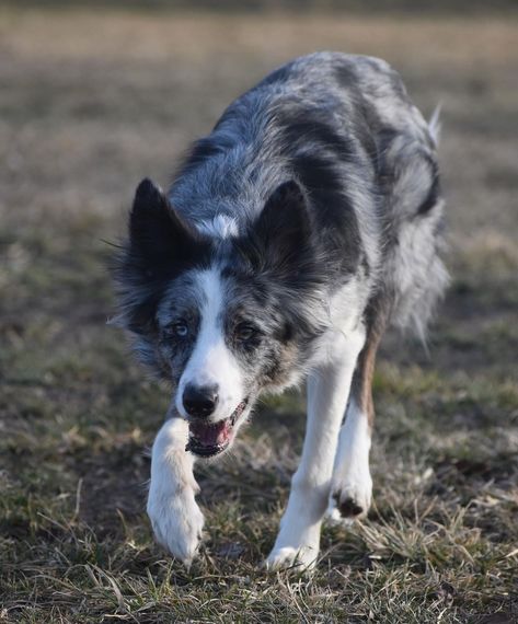 What is the primary job of a Border Collie? a) Hunting b) Herding c) Guarding Herding Dogs, Pretty Dogs, Border Collie, Dog Training, Hunting, Forest, Dogs, Quick Saves, Nature